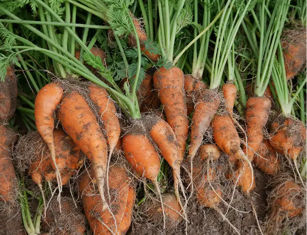 取り扱いの野菜