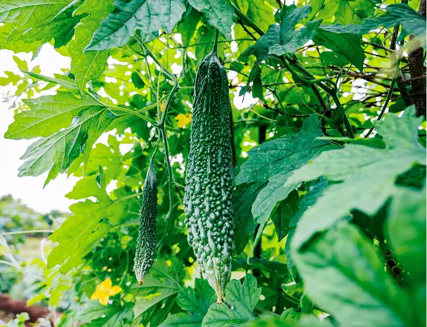 取り扱いの野菜